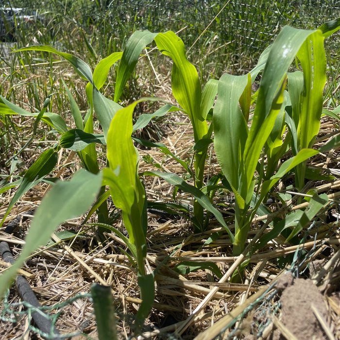 Young Glass Gem corn plants growing in the Mama Maize garden