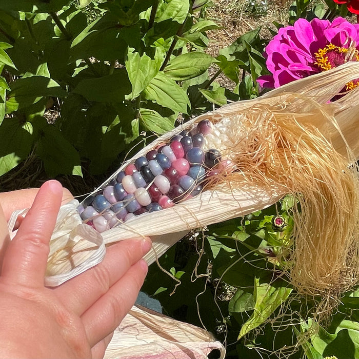 Hand pulling back the husk on a jewel-toned Glass Gem corn cob