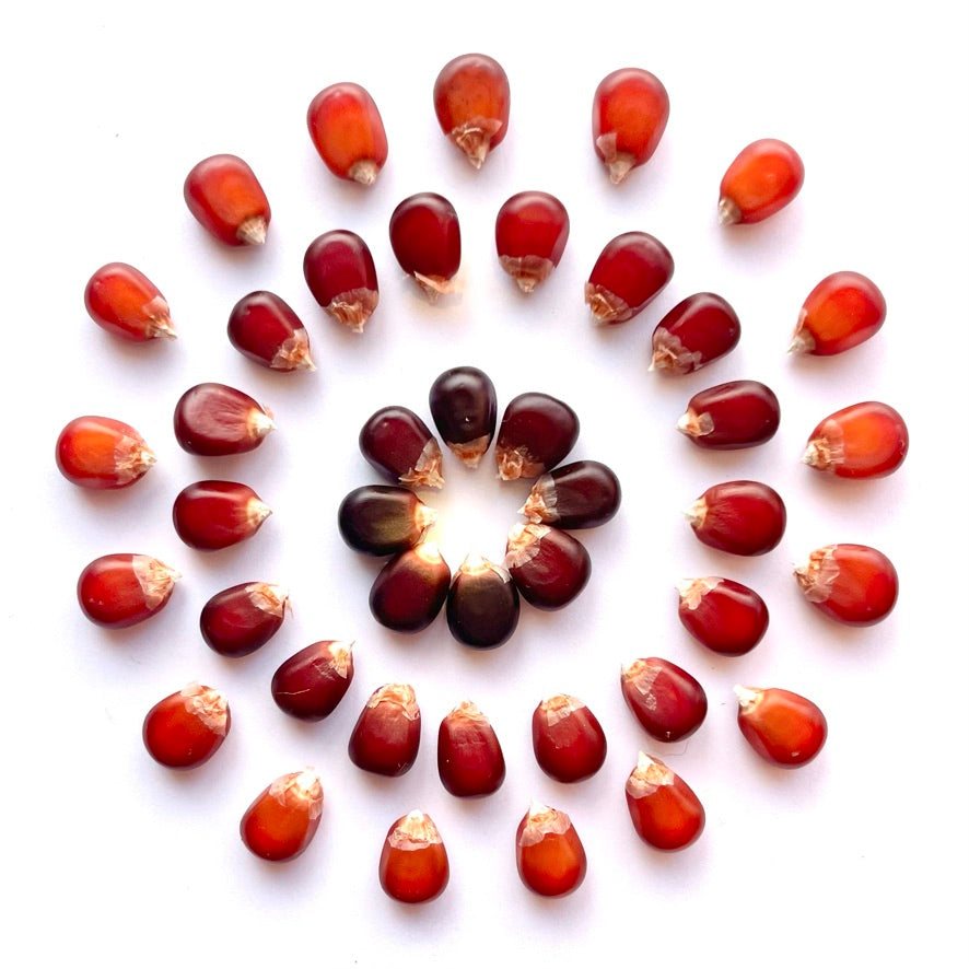 A spiral of red Glass Gem corn gems