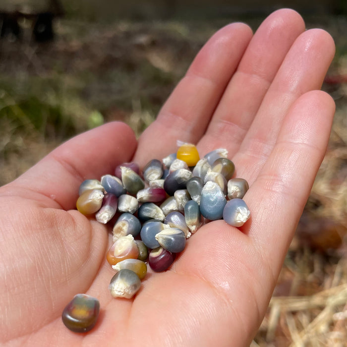 A handful of iridescent Glass Gem corn seeds