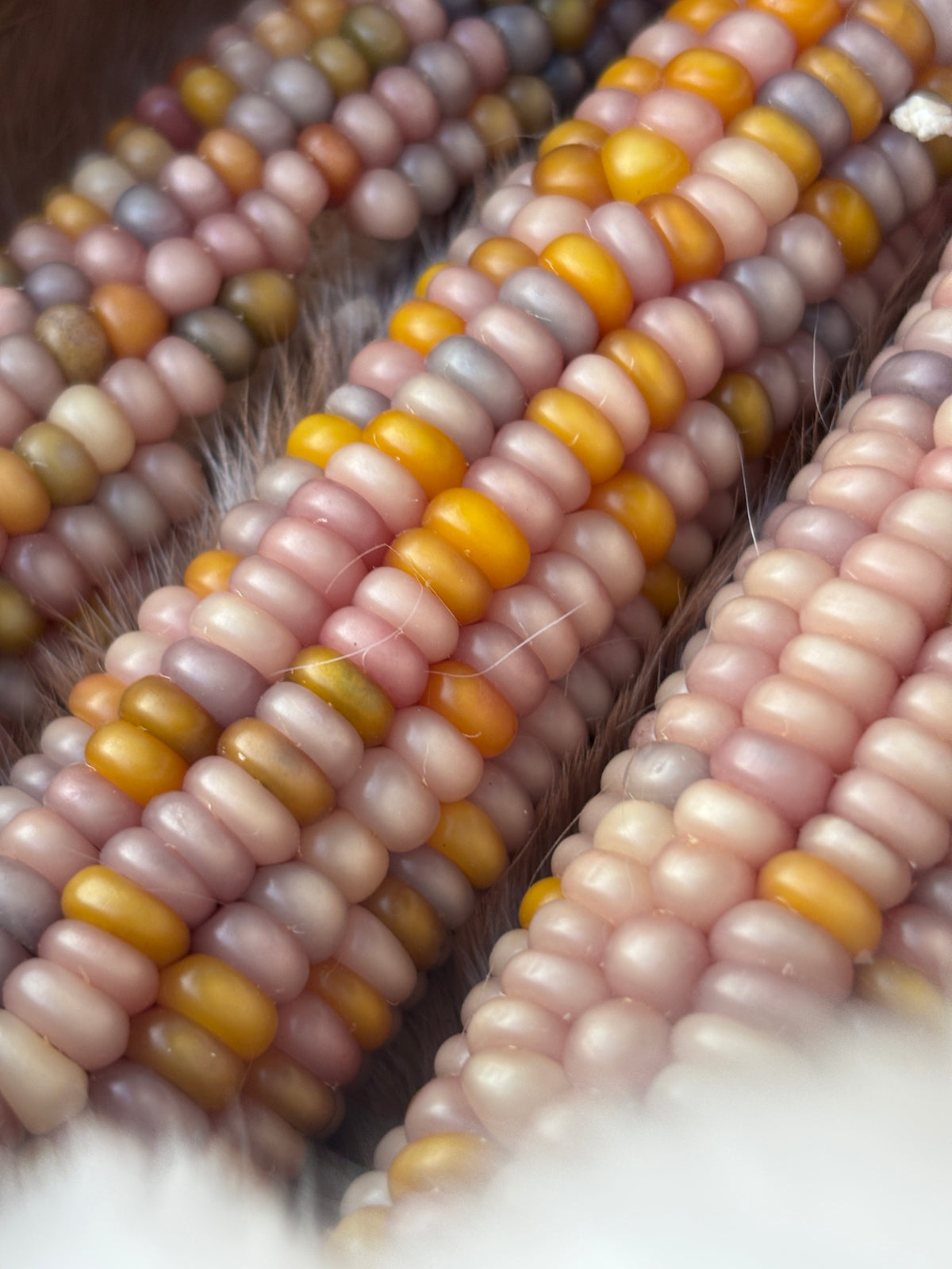 Close-up of pastel Glass Gem corn cobs